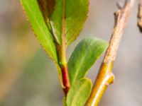 Salix euxina Paddreservatet, Norra hamnen, Malmö, Skåne, Sweden 20200503_0008