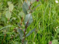 Salix hastata ssp. vegeta Dagstorps mosse, Kävlinge, Skåne, Sweden 20160707_0043