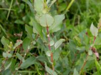 Salix hastata ssp. vegeta Dagstorps mosse, Kävlinge, Skåne, Sweden 20160707_0044