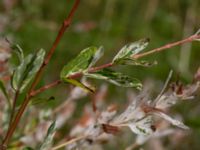 Salix integra Lagerbrings väg, Lund, Skåne, Sweden 20190708_0035