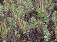 Salix lanata ssp. lanata Nordkalottenleden Baktajavri-Pålnostugan-Boarrasacohkka, Kiruna, Torne lappmark, Lappland, Sweden 20150708_0848