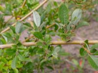 Salix myrsinifolia ssp. myrsinifolia Limhamns kalkbrott, Malmö, Skåne, Sweden 20180901_0027