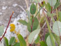 Salix myrsinifolia ssp. myrsinifolia Svågertorp, Malmö, Skåne, Sweden 20181001_0024