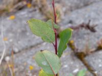 Salix myrsinifolia ssp. myrsinifolia Svågertorp, Malmö, Skåne, Sweden 20181001_0027