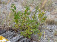 Salix myrsinifolia ssp. myrsinifolia Svågertorp, Malmö, Skåne, Sweden 20181001_0028