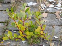 Salix myrsinifolia ssp. myrsinifolia Svågertorp, Malmö, Skåne, Sweden 20181001_0030