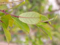 Salix myrsinifolia subsp. myrsinifolia Limhamns kalkbrott, Malmö, Skåne, Sweden 20180901_0041