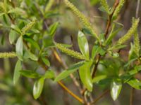 Salix pentandra Terekudden, Bunkeflo strandängar, Malmö, Skåne, Sweden 20140429_0043