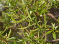 Salix pentandra Terekudden, Bunkeflo strandängar, Malmö, Skåne, Sweden 20140429_0044