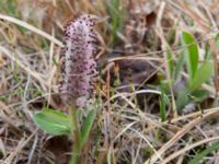 Salix polaris Coffee Dome, Nome, Alaska, USA 20140620_1123