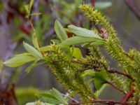 Salix pulchra Denali Highway, Alaska, USA 20140626B_0079