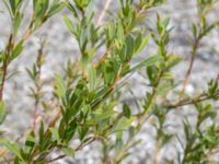 Salix purpurea Limhamns kalkbrott, Malmö, Skåne, Sweden 20180901_0155