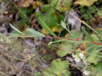 Salix purpurea Svågertorp, Malmö, Skåne, Sweden 20181001_0031