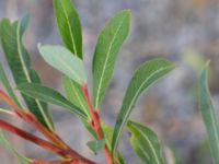 Salix purpurea Svågertorp, Malmö, Skåne, Sweden 20181001_0035