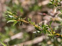 Salix repens ssp. repens Kalkstad, Mörbylånga, Öland, Sweden 20170526_0045