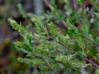 Salix repens var. repens Ljungstorp, Tomelilla, Skåne, Sweden 20190518_0011