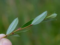 Salix repens var. repens Toarpsdammen, Malmö, Skåne, Sweden 20190621_0111