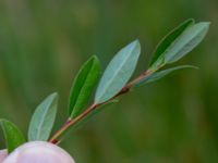 Salix repens var. repens Toarpsdammen, Malmö, Skåne, Sweden 20190621_0112