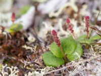 Salix reticulata Coffee Dome, Nome, Alaska, USA 20140620_0658