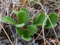 Salix reticulata Coffee Dome, Nome, Alaska, USA 20140620_1120