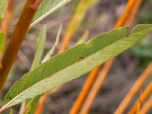 Salix triandra - Almond Willow - Mandelpil