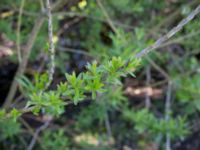 Salix viminalis Ribersborg, Malmö, Skåne, Sweden 20150510_0028