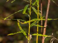 Salix viminalis V talldungen, Klagshamns udde, Skåne, Sweden 20241012_0032