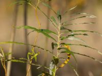 Salix viminalis V talldungen, Klagshamns udde, Skåne, Sweden 20241012_0034