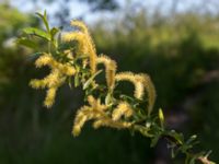 Salix x fragilis Banvallen Handikappbadet, Ribersborg, Malmö, Skåne, Sweden 20170521_0012