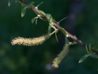 Salix x fragilis Banvallen Handikappbadet, Ribersborg, Malmö, Skåne, Sweden 20170521_0013