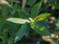 Salix x fragilis Banvallen Handikappbadet, Ribersborg, Malmö, Skåne, Sweden 20170521_0014