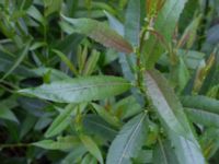 Salix x fragilis Banvallen S handikappbadet, Ribersborg, Malmö, Skåne, Sweden 20170616_0024