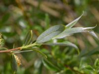 Salix x fragilis Helikopterplattan, Malmö, Skåne, Sweden 20230518_0019