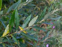 Salix x smithiana Scoutstugan, Bunkeflo strandängar, Malmö, Skåne, Sweden 20190831_0019