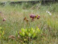 Sarracenia purpurea Pydden, Holmeja, Svedala, Skåne, Sweden 20160617_0102