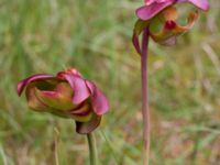 Sarracenia purpurea Pydden, Holmeja, Svedala, Skåne, Sweden 20160617_0106