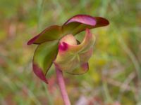 Sarracenia purpurea Pydden, Holmeja, Svedala, Skåne, Sweden 20160617_0107