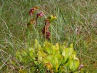 Sarracenia purpurea Pydden, Holmeja, Svedala, Skåne, Sweden 20160617_0110