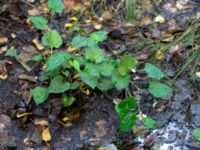 Houttuynia cordata Lilla Mölleröd, Bjärnum, Hässleholm, Skåne, Sweden 20180923_0048