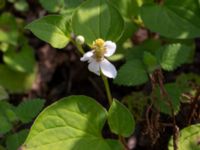 Houttuynia cordata Ulricedal, Malmö, Skåne, Sweden 20190730_0004