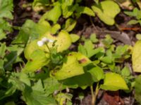 Houttuynia cordata Ulricedal, Malmö, Skåne, Sweden 20190730_0005