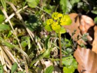 Chrysosplenium alterniflorum Borstabäcken, Eslöv, Skåne, Sweden 20160505_0045