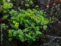 Chrysosplenium oppositifolia Slättåkra, Söderåsen, Klippan, Skåne, Sweden 20150517_0013