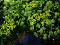 Chrysosplenium oppositifolia Slättåkra, Söderåsen, Klippan, Skåne, Sweden 20150517_0023