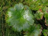 Darmera peltata Närlunda tegelbruksgrav, Helsingborg, Skåne, Sweden 20170727_0039