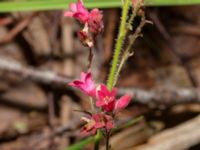 Heuchera sanguinea Rannebergsvägen, Angered, Göteborg, Västergötland, Sweden 20190716_0512