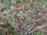 Saxifraga × geum Munkhättan, 323 m O, Asige, Falkenberg, Halland, Sweden 20190805_0102