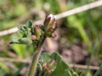 Saxifraga granulata Hilleshögs backar, Landskrona, Skåne, Sweden 20160422_0029