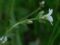 Saxifraga granulata Kummeln, Lyckeby, Karlskrona, Blekinge, Sweden 20170525_0244