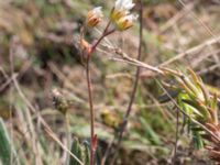 Saxifraga granulata Mysinge Alvar, Mörbylånga, Öland, Sweden 20170526_0171